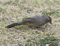 Canyon Towhee 5765